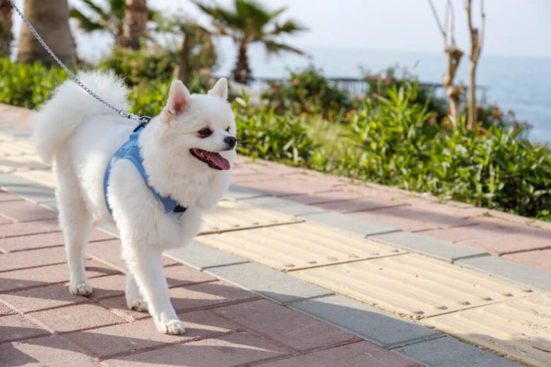 Perro paseando en California - Seguro de responsabilidad civil para mascotas en California - Cost-U-Less